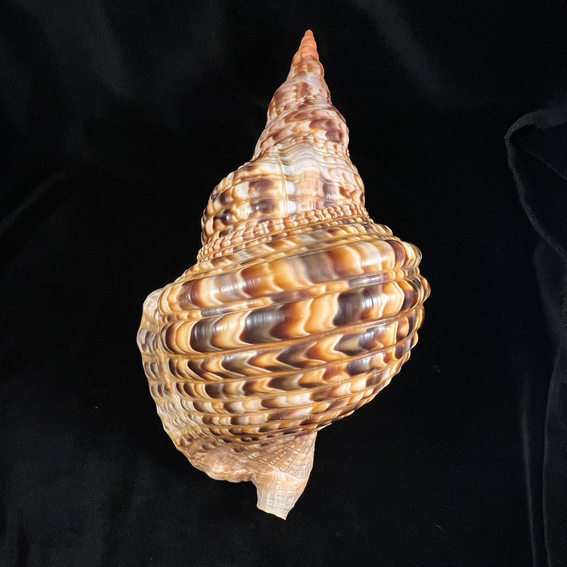 Charonia variegata (Lamarck, 1816) - 251,8mm