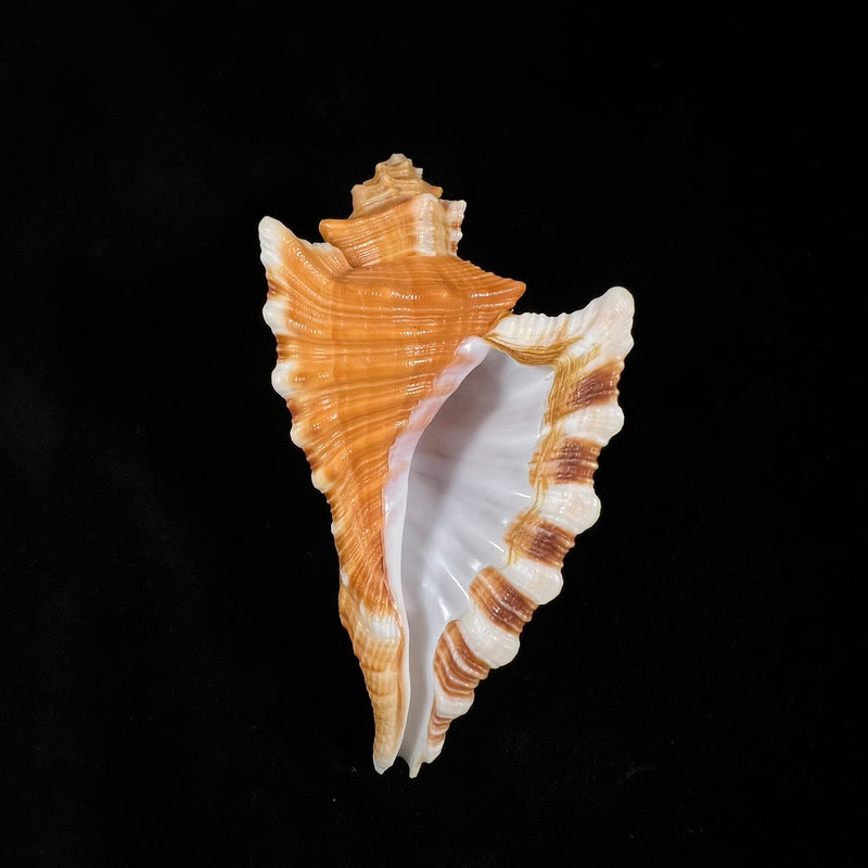 Cymatium femorale (Linnaeus, 1758) - 96,6mm