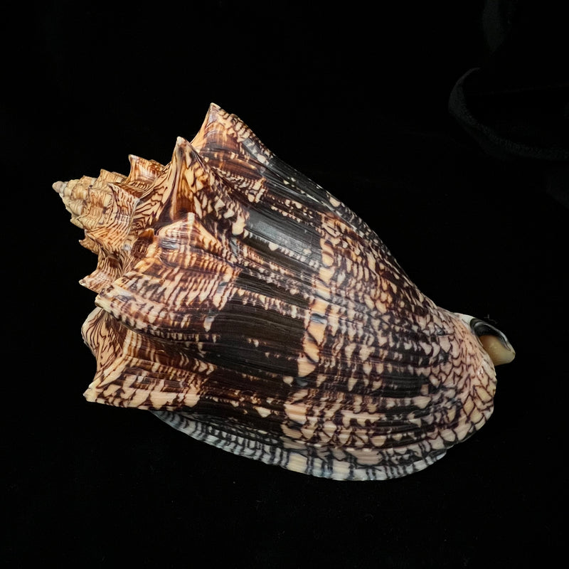 Voluta ebraea Linnaeus, 1758 - 181,1mm