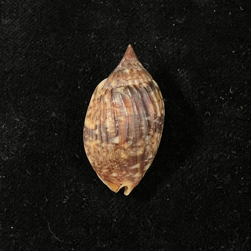 Enaeta barnesii (Gray, 1825) - 32,3mm