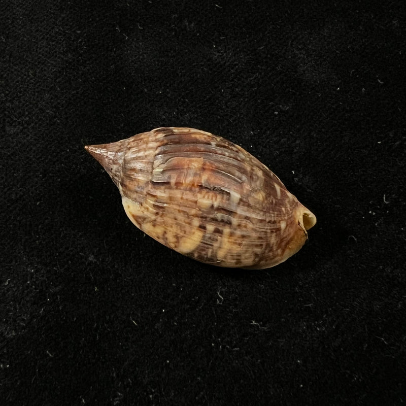 Enaeta barnesii (Gray, 1825) - 32,3mm