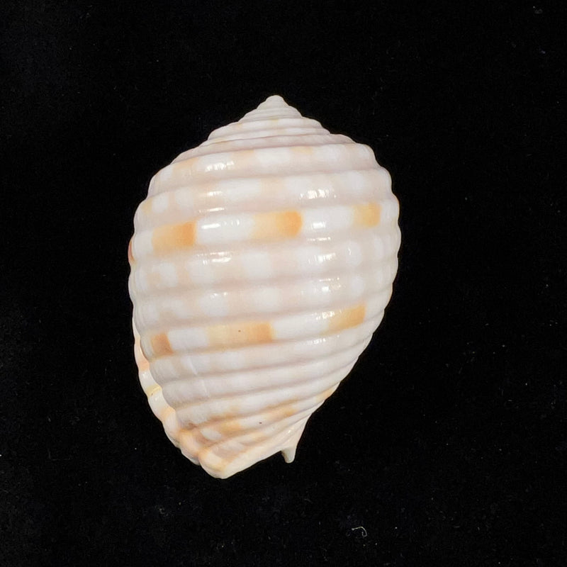 Malea noronhensis Kempf & Matthews, 1969 - 61,4mm