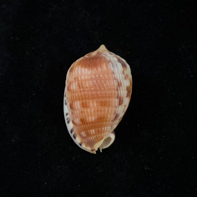 Cypraecassis testiculus (Linnaeus, 1758) - 42,5mm