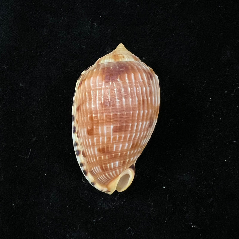 Cypraecassis testiculus (Linnaeus, 1758) - 44,6mm