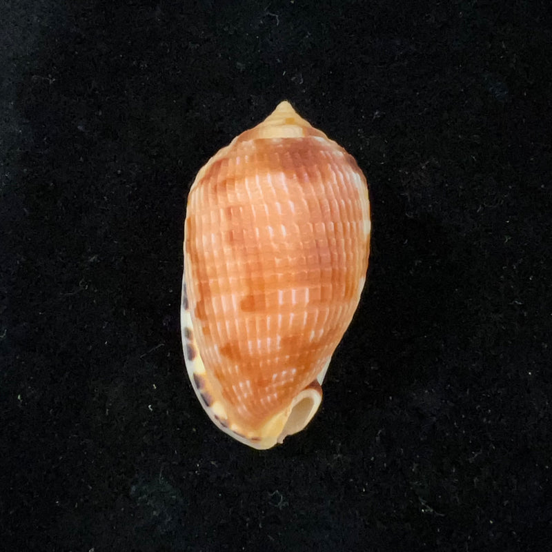 Cypraecassis testiculus (Linnaeus, 1758) - 43,7mm