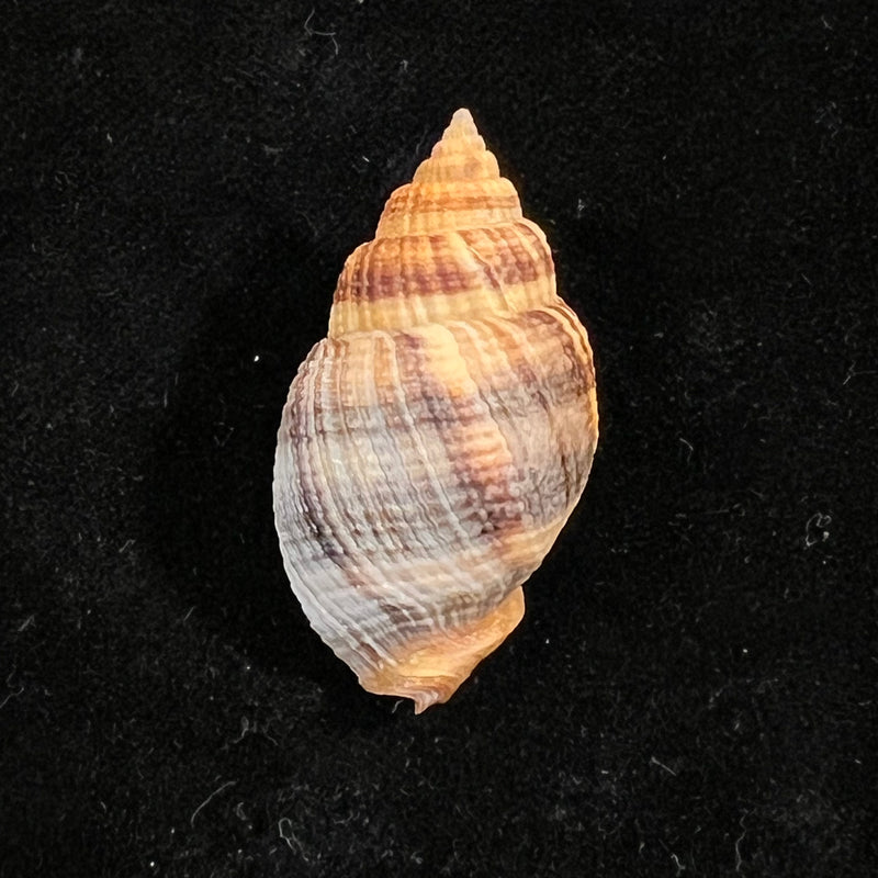 Cancellaria mediamericana Petuch, 1998 - 35,7mm