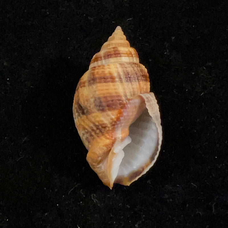 Cancellaria mediamericana Petuch, 1998 - 35,7mm