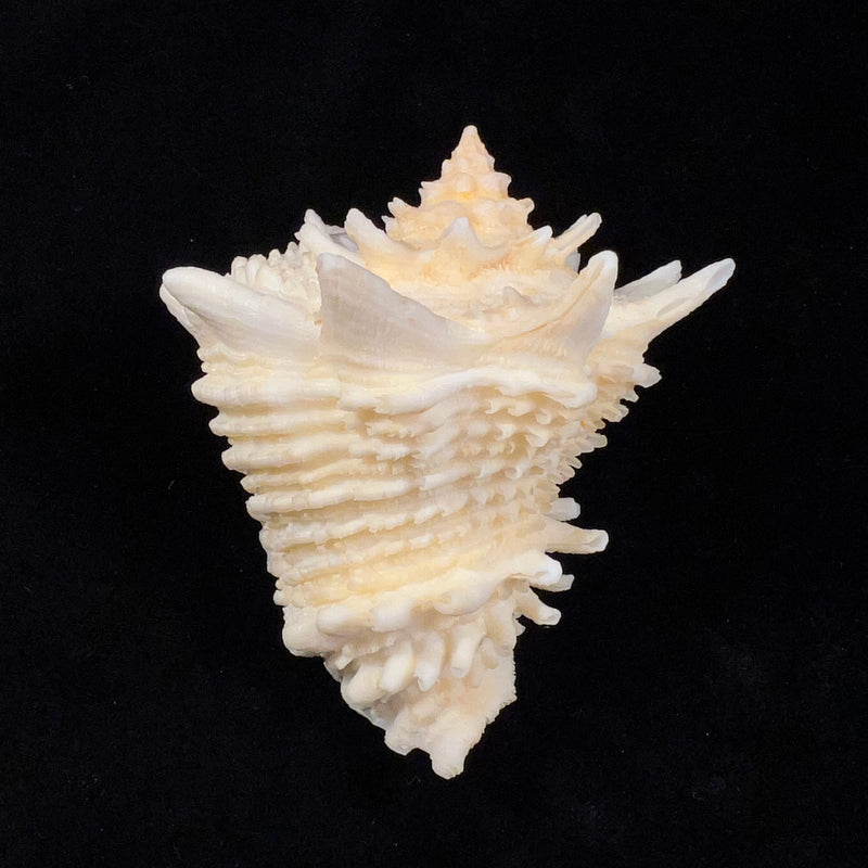 Aristovasum cassiforme (Kiener, 1840) - 91,5mm