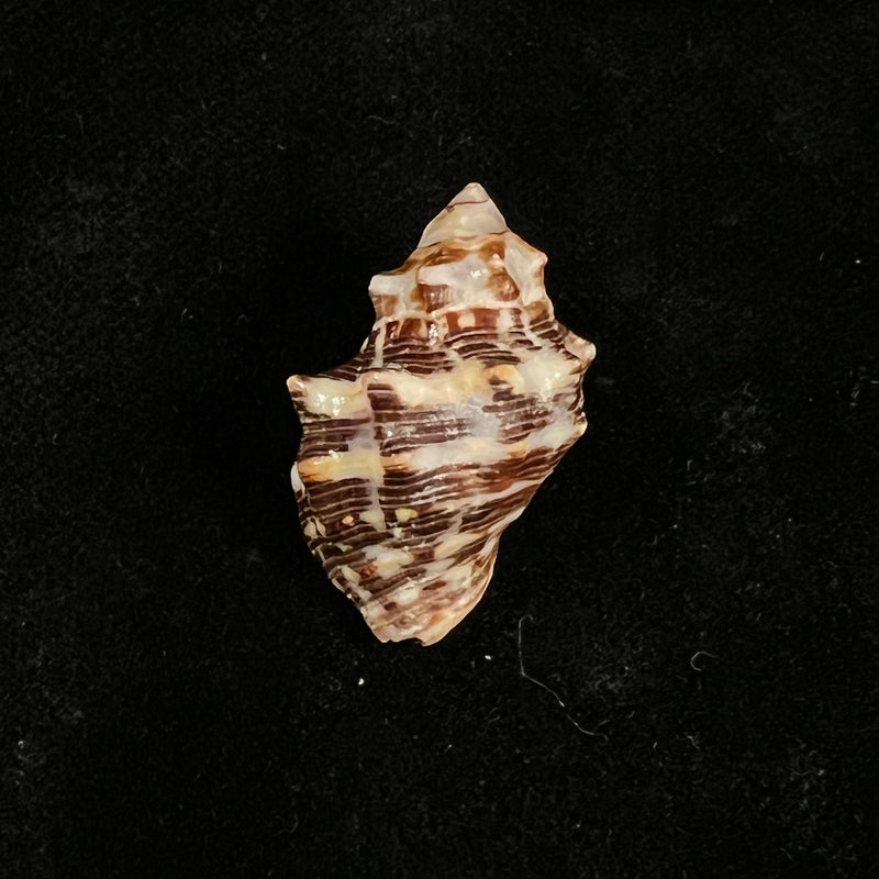 Stramonita rustica (Lamarck, 1822) - 28,6mm