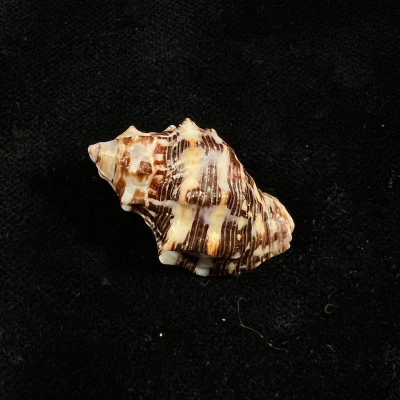 Stramonita rustica (Lamarck, 1822) - 28,6mm