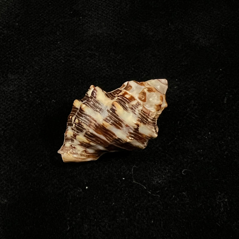 Stramonita rustica (Lamarck, 1822) - 28,6mm