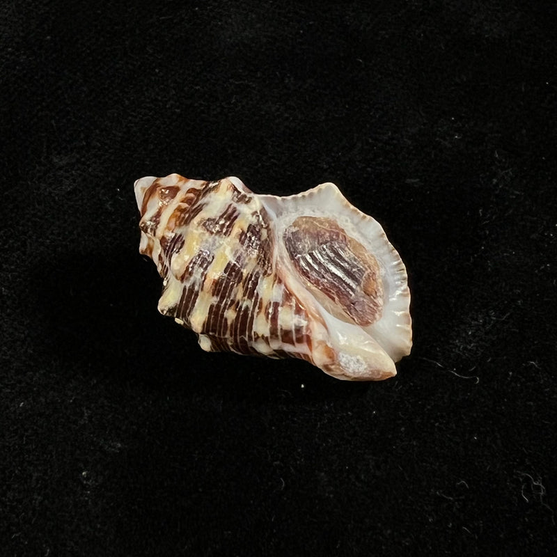 Stramonita rustica (Lamarck, 1822) - 28,6mm