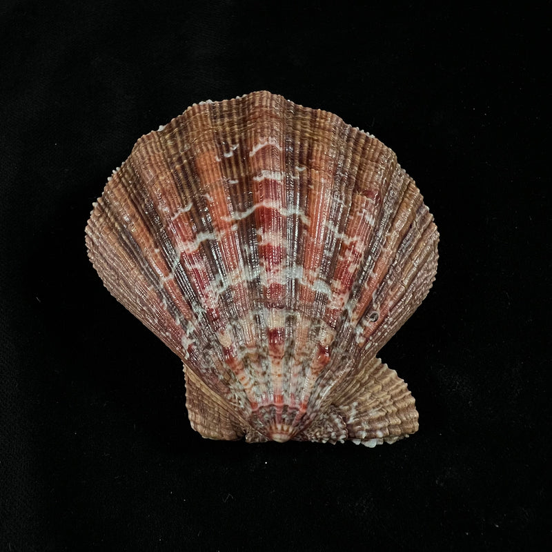 Nodipecten nodosus (Linnaeus, 1758) - 72,3mm