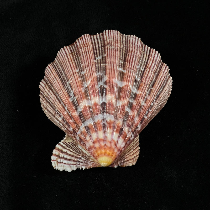 Nodipecten nodosus (Linnaeus, 1758) - 72,3mm