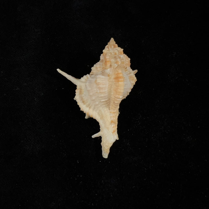 Siratus springeri (H. R. Bullis, 1964) - 50,1mm