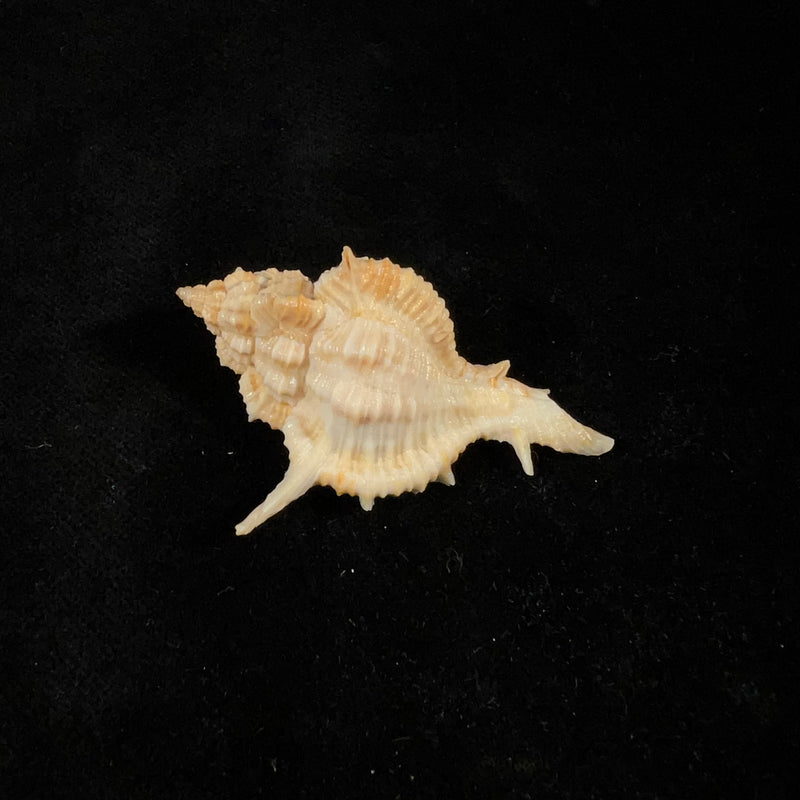 Siratus springeri (H. R. Bullis, 1964) - 50,1mm