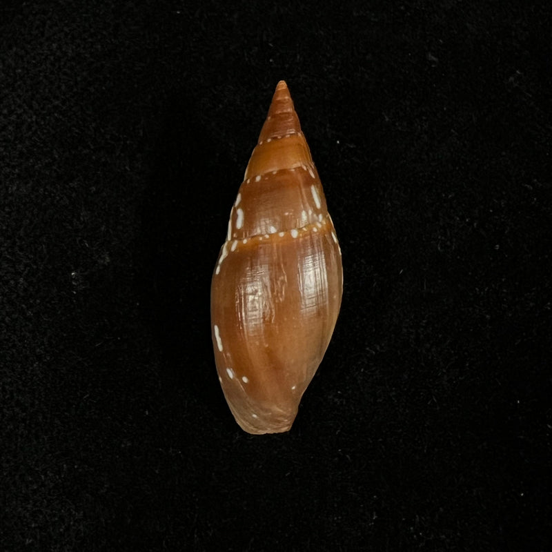 Probata barbadensis (Gmelin, 1791) - 31,7mm