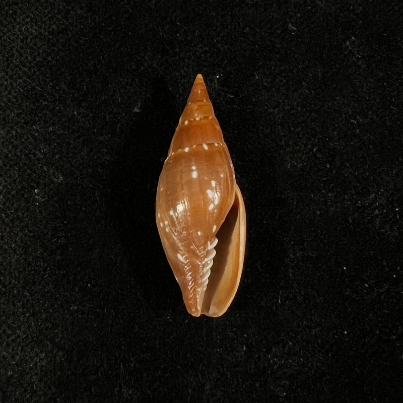 Probata barbadensis (Gmelin, 1791) - 31,7mm