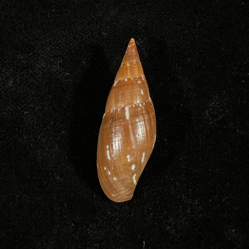 Probata barbadensis (Gmelin, 1791) - 36mm