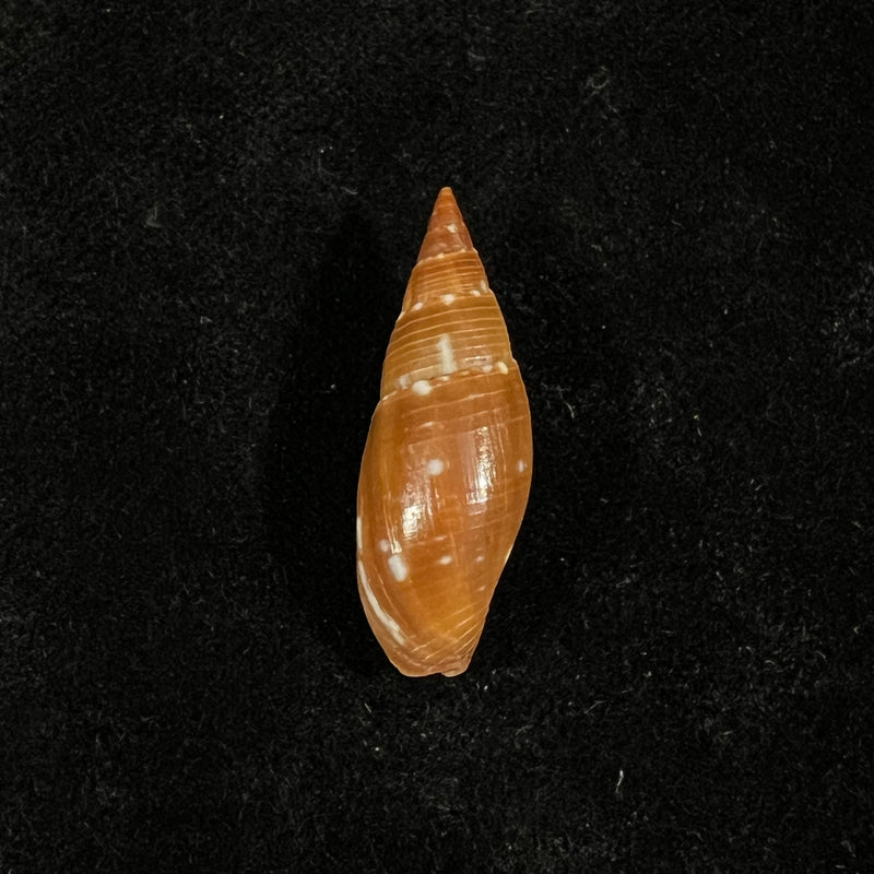 Probata barbadensis (Gmelin, 1791) - 30,8mm