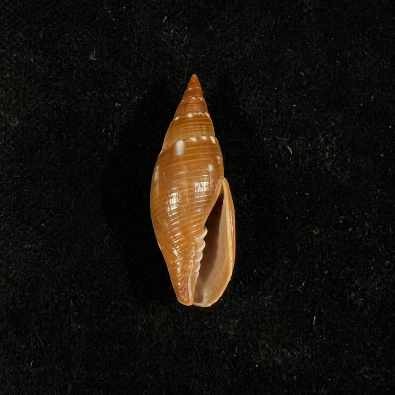 Probata barbadensis (Gmelin, 1791) - 30,8mm