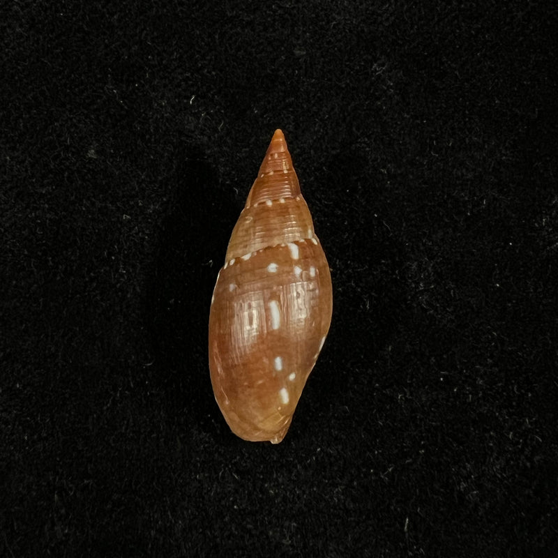 Probata barbadensis (Gmelin, 1791) - 29,5mm