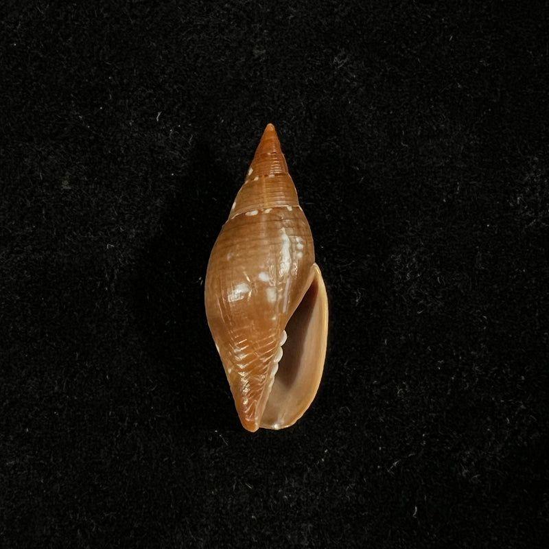 Probata barbadensis (Gmelin, 1791) - 29,5mm