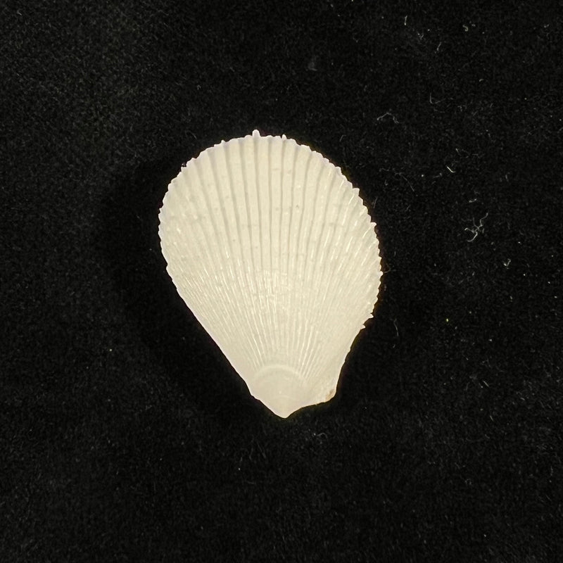 Lima caribaea d'Orbigny, 1853 - 24,9mm