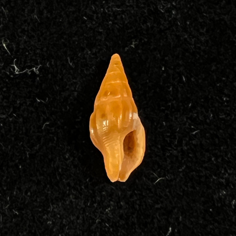 Anachis carloslirae P. M. S. Costa, 1996 - 13,1mm