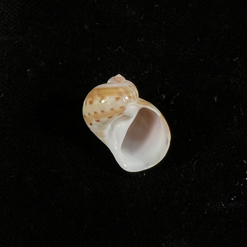 Natica tedbayeri Rehder, 1986 - 19,3mm