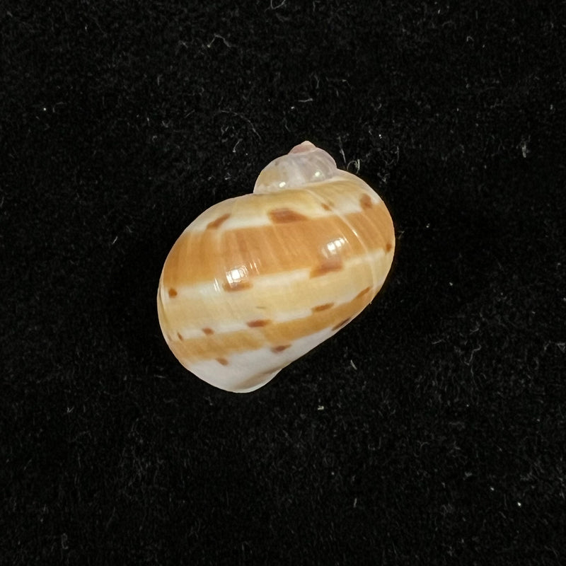 Natica tedbayeri Rehder, 1986 - 17,3mm