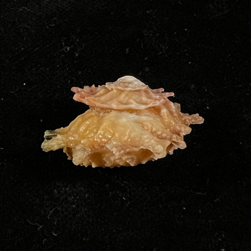 Astralium calcar (Linnaeus, 1758) - 27,8mm