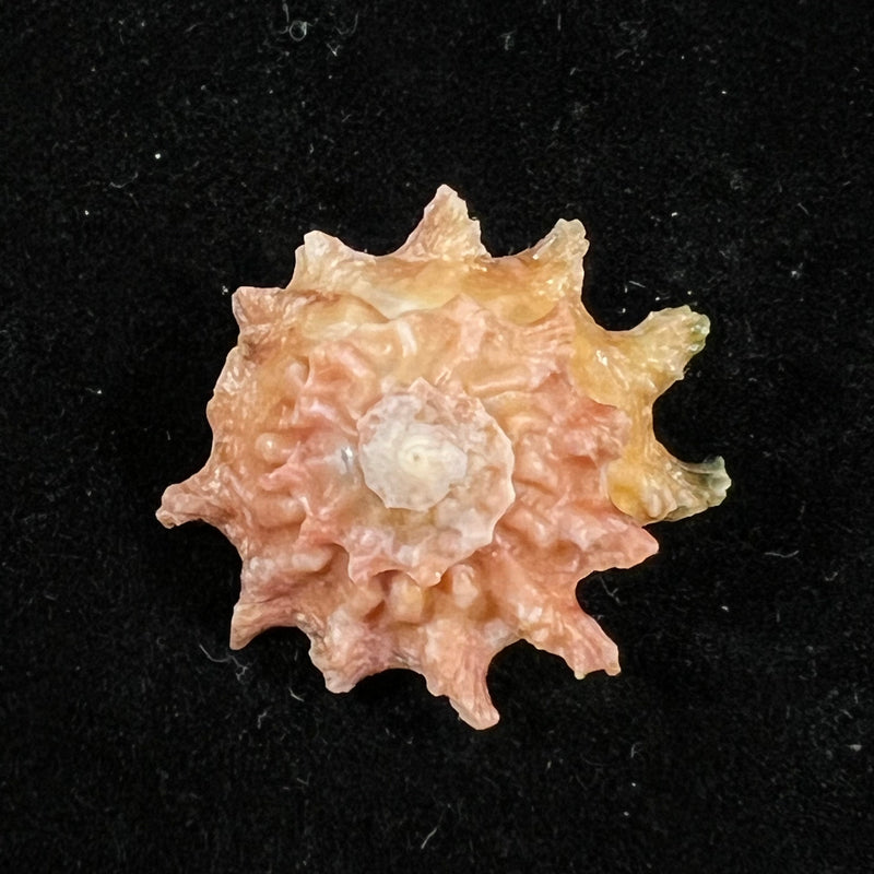 Astralium calcar (Linnaeus, 1758) - 27,8mm