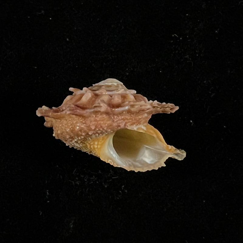 Astralium calcar (Linnaeus, 1758) - 27,8mm