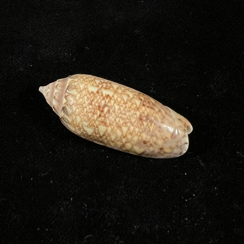 Oliva circinata jorioi Petuch, 2013 - 35,4mm