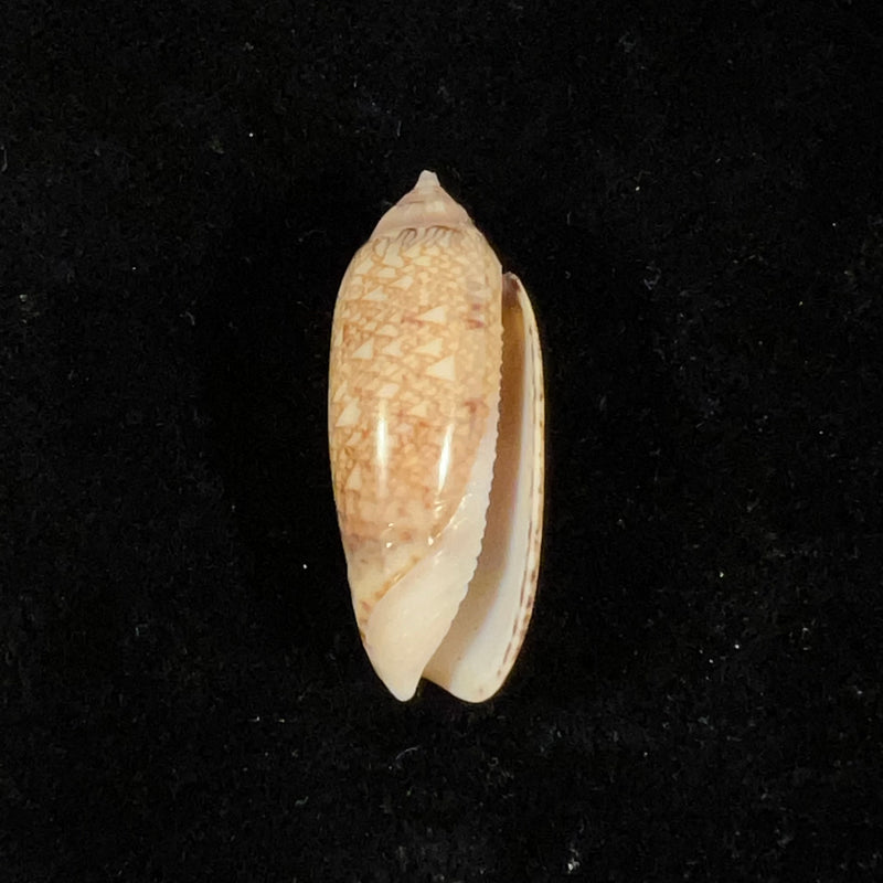 Oliva circinata jorioi Petuch, 2013 - 35,4mm