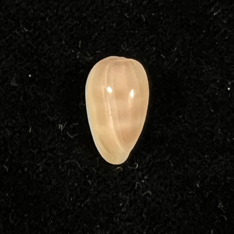 Prunum negoi T. Cossignani, 2005 - 15,3mm