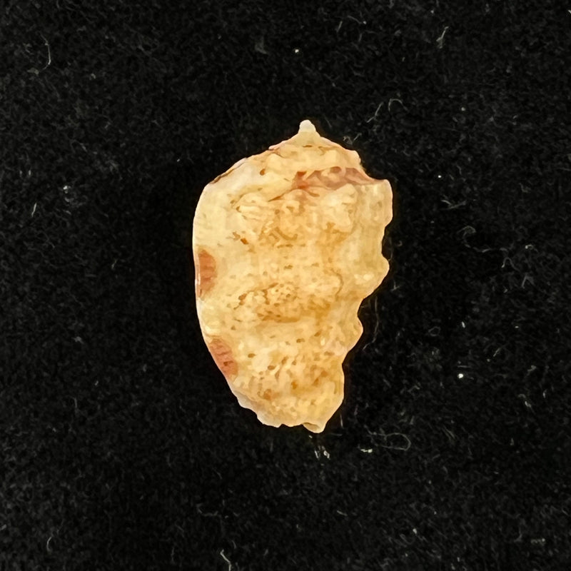 Morum bayeri Petuch, 2001 - 20,3mm