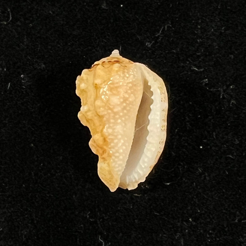 Morum bayeri Petuch, 2001 - 20,3mm