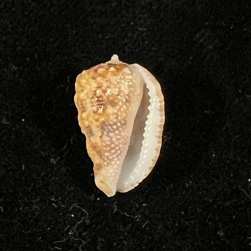 Morum bayeri Petuch, 2001 - 19,7mm