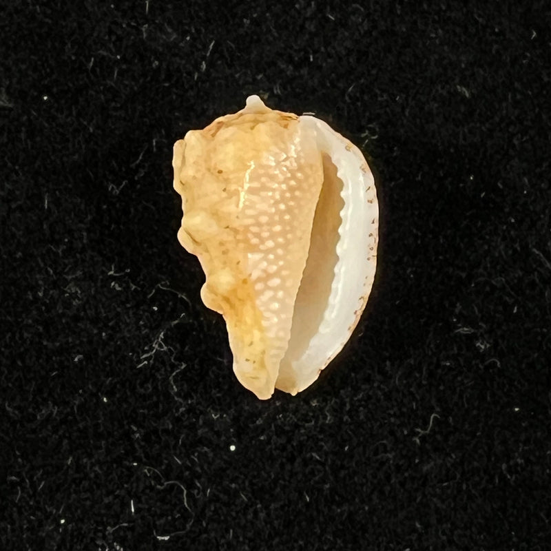 Morum bayeri Petuch, 2001 - 18,2mm