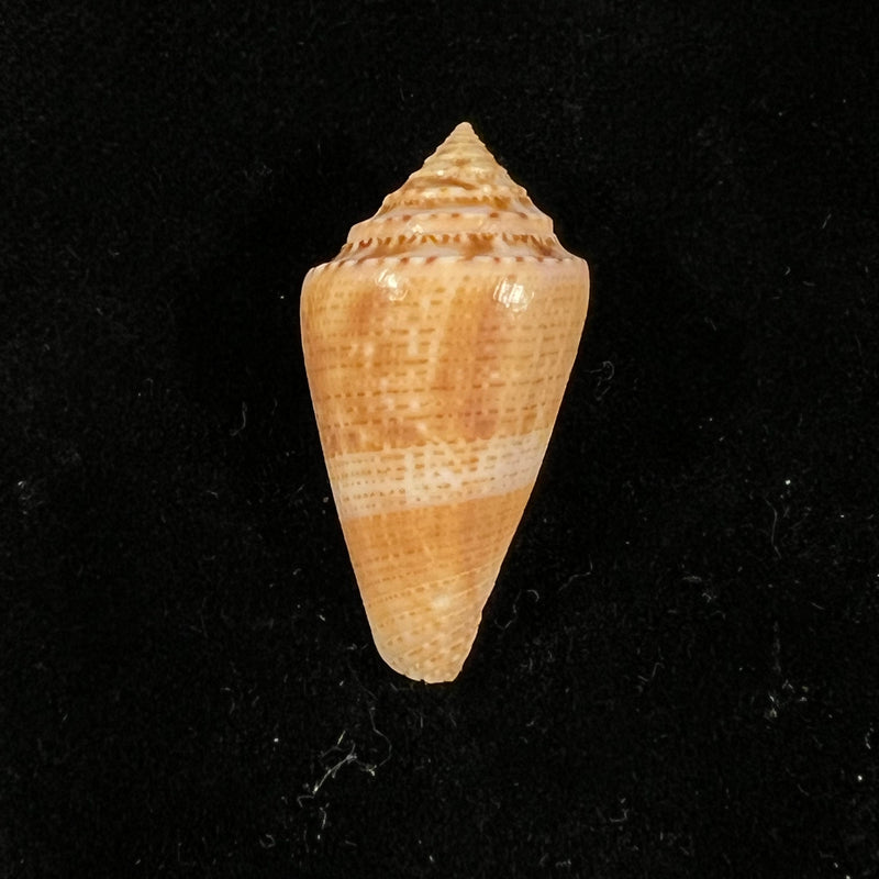 Conasprella ericmonnieri (Petuch & R. F. Myers, 2014) - 32,7mm