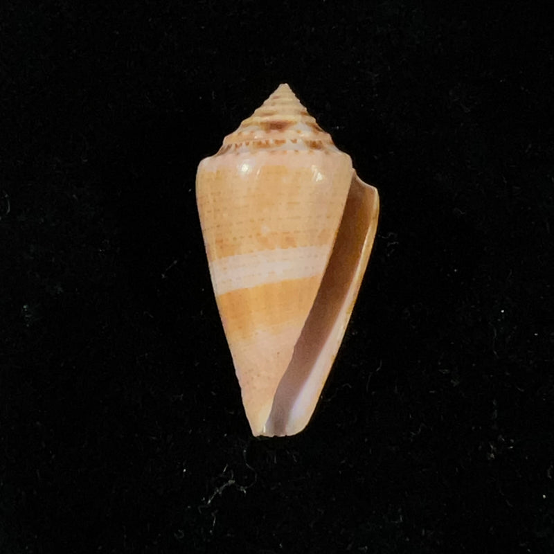 Conasprella ericmonnieri (Petuch & R. F. Myers, 2014) - 32,7mm