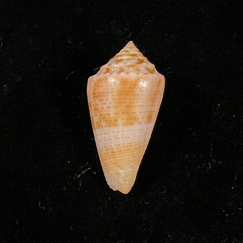 Conasprella ericmonnieri (Petuch & R. F. Myers, 2014) - 31,3mm