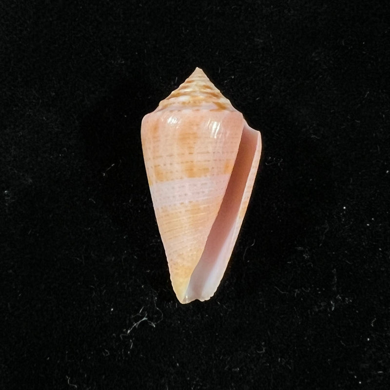 Conasprella ericmonnieri (Petuch & R. F. Myers, 2014) - 31,3mm