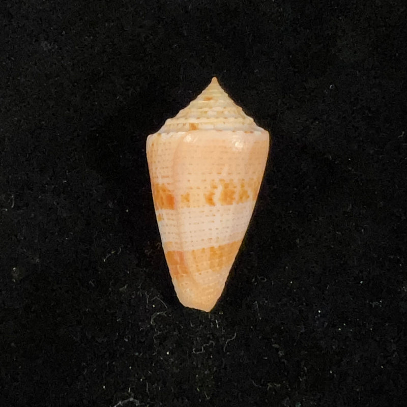 Conasprella ericmonnieri (Petuch & R. F. Myers, 2014) - 34,9mm