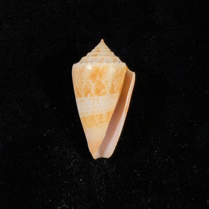 Conasprella ericmonnieri (Petuch & R. F. Myers, 2014) - 34,9mm