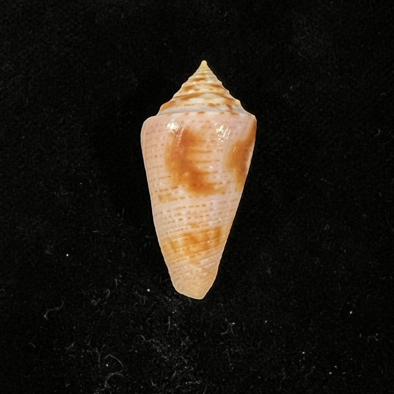 Conasprella ericmonnieri (Petuch & R. F. Myers, 2014) - 31,4mm