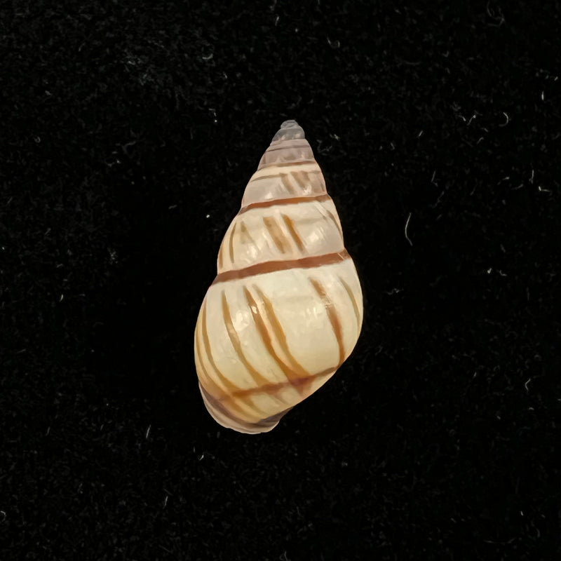 Drymaeus multilineatus (Say, 1825) - 16,2mm