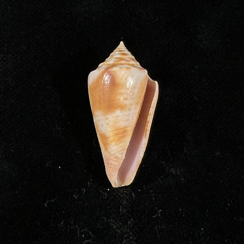 Conasprella ericmonnieri (Petuch & R. F. Myers, 2014) - 31,4mm